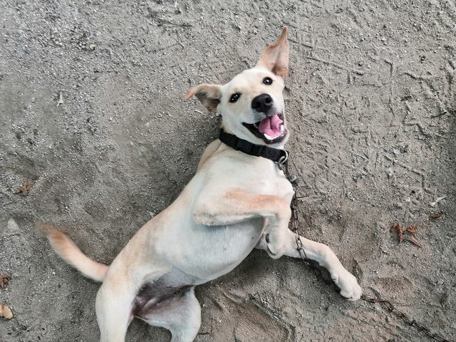 One - Labrador Retriever Mix Dog