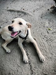 One - Labrador Retriever Mix Dog