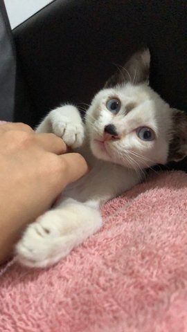 Snowy - Domestic Short Hair Cat