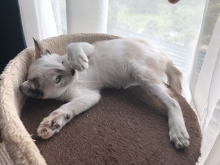 Snowy - Domestic Short Hair Cat