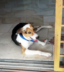 Happy - English Coonhound + Beagle Dog