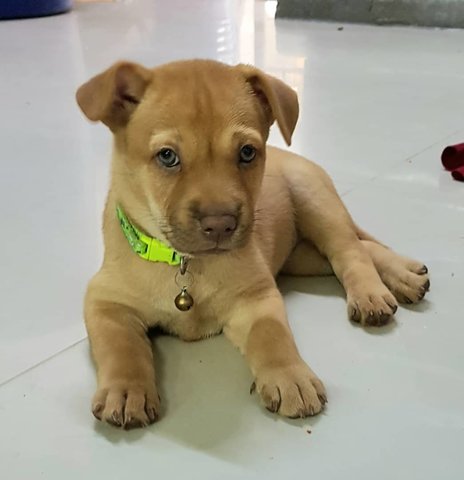 Dana - Mixed Breed Dog