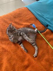 Little Zoya playing on the bed