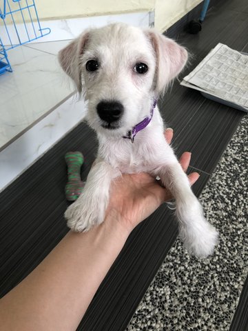 Bailey - Schnauzer + Poodle Dog