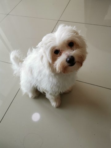 Chiboust - Maltese + Poodle Dog