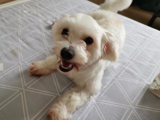 Chiboust - Maltese + Poodle Dog