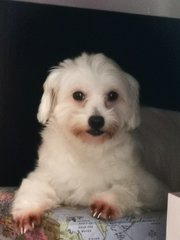 Chiboust - Maltese + Poodle Dog