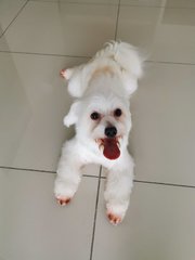 Chiboust - Maltese + Poodle Dog