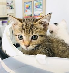 Tiger Lily - Domestic Short Hair Cat