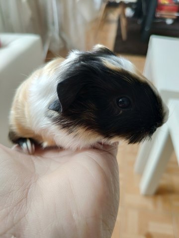 Milk Tea (Silkie Guniue Pig) - Guinea Pig Small & Furry