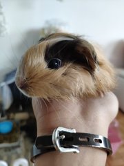 Milk Tea (Silkie Guniue Pig) - Guinea Pig Small & Furry