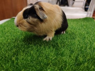 Milk Tea (Silkie Guniue Pig) - Guinea Pig Small & Furry