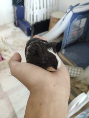 Milk Tea (Silkie Guniue Pig) - Guinea Pig Small & Furry