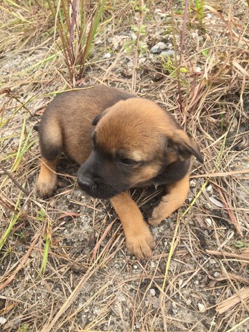 Chocolate Girl - Mixed Breed Dog