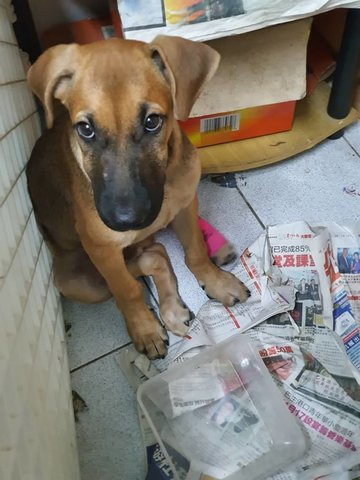 Happy - Mixed Breed Dog