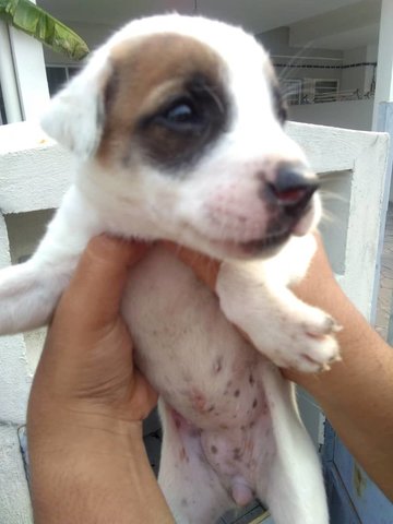 Kareena - Labrador Retriever Mix Dog