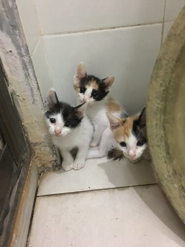 Kittens  - Domestic Medium Hair Cat