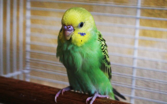 San San - Budgie/Budgerigar Bird