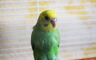 San San - Budgie/Budgerigar Bird