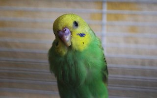 San San - Budgie/Budgerigar Bird