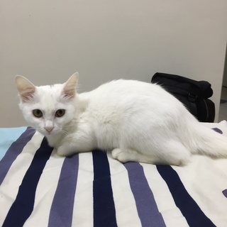 Cardi - Turkish Angora Cat