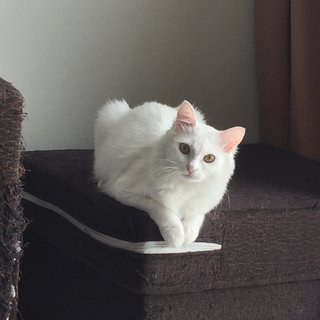 Cardi - Turkish Angora Cat