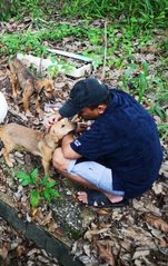 3 Cute Female Puppies - Mixed Breed Dog