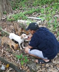 3 Cute Female Puppies - Mixed Breed Dog