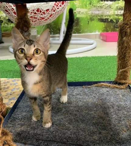 Frank - Domestic Short Hair Cat