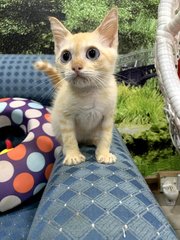 Butter - Domestic Short Hair Cat