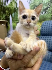 Butter - Domestic Short Hair Cat