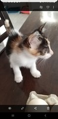 3 Siblings  - Domestic Medium Hair Cat