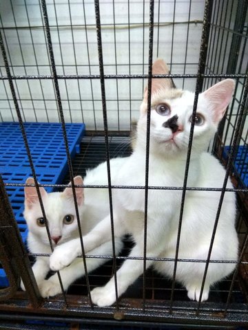 Bluey &amp; Snowie - Domestic Short Hair Cat