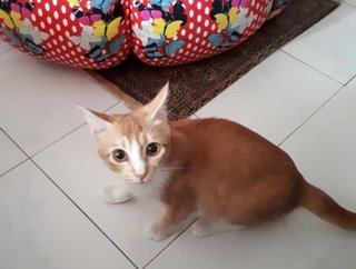 Ginger - Domestic Short Hair Cat