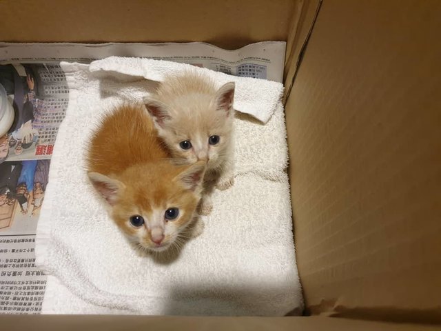 Milky And Ginger - Domestic Medium Hair Cat