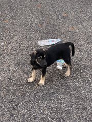 Lucky - Mixed Breed Dog