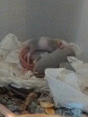 Baby mice