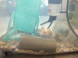 White & brown adult male with cage and toys