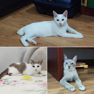 Triple Kittens - Oriental Short Hair Cat