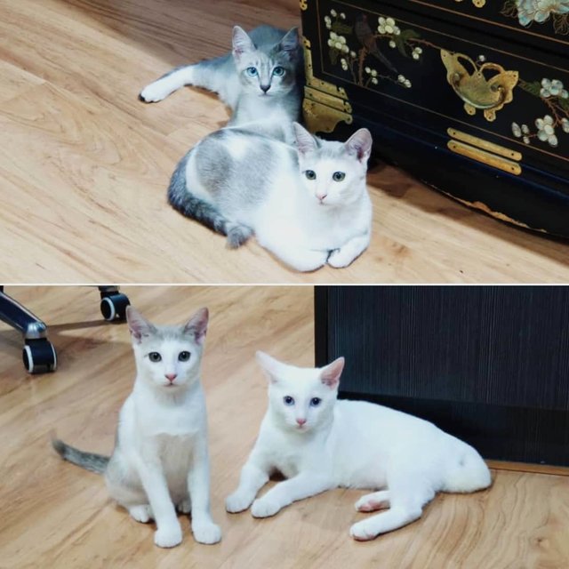 Triple Kittens - Oriental Short Hair Cat