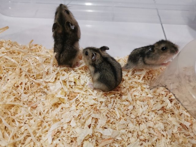 PF95934 - Short Dwarf Hamster Hamster