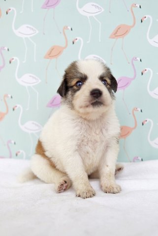 7 Puppies For Adoption!! - Mixed Breed Dog