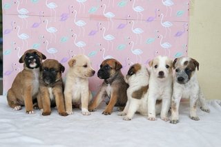 the whole litter