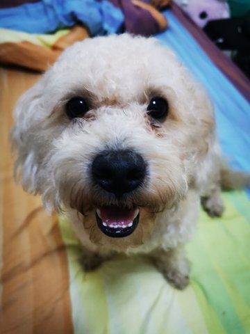 Fatty - Shih Tzu + Poodle Dog