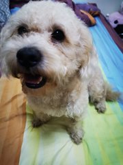 Fatty - Shih Tzu + Poodle Dog