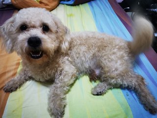 Fatty - Shih Tzu + Poodle Dog