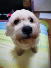 Fatty - Shih Tzu + Poodle Dog