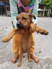 Brownies - Mixed Breed Dog