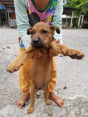 Brownies - Mixed Breed Dog