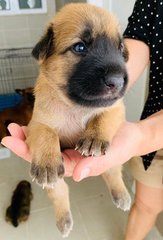 Mid Autumn Festival Puppies 中秋小狗 - Mixed Breed Dog